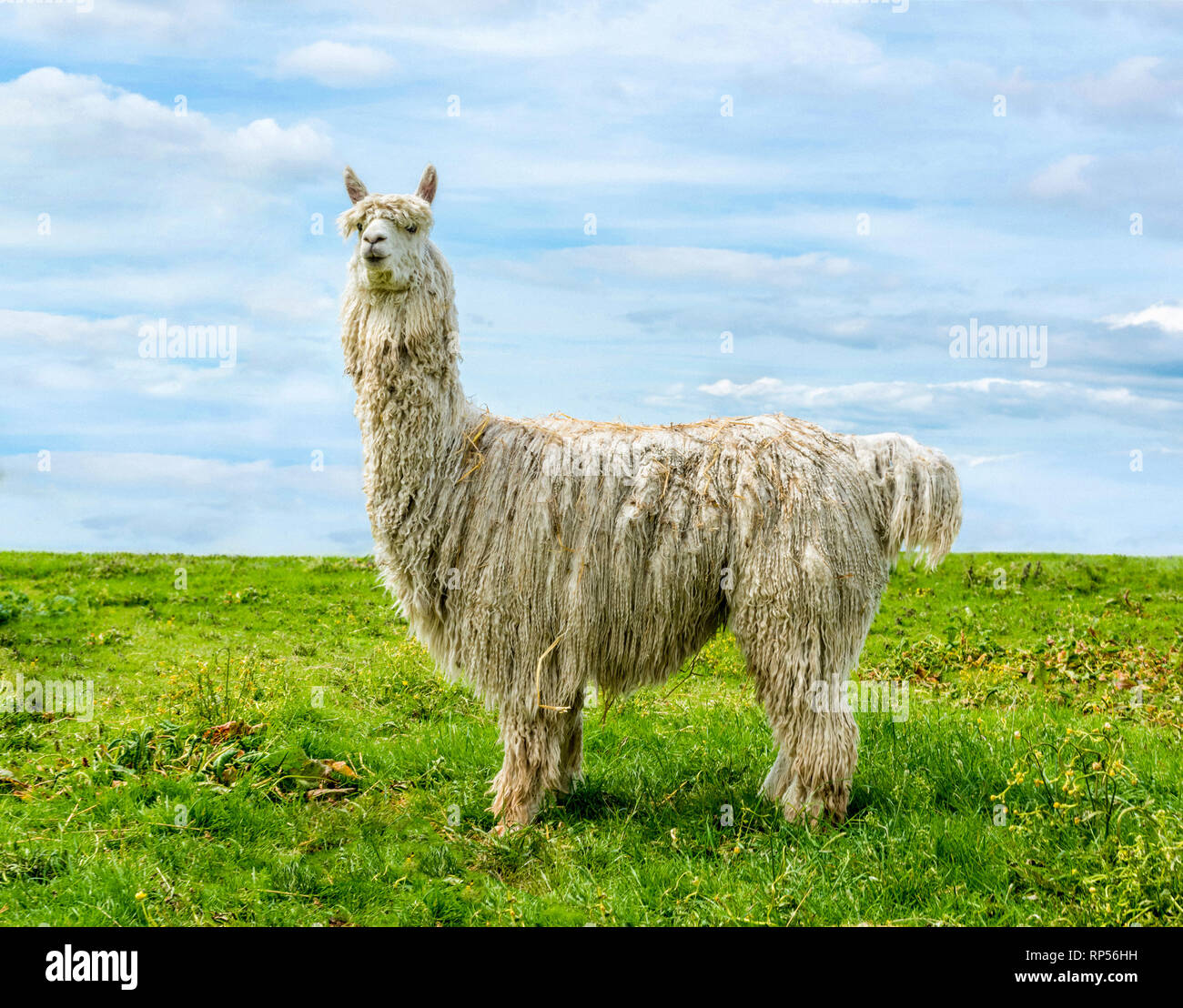 Vista laterale a tutta lunghezza di un alpaca Suri in piedi in un campo visto contro un cielo blu. Foto Stock
