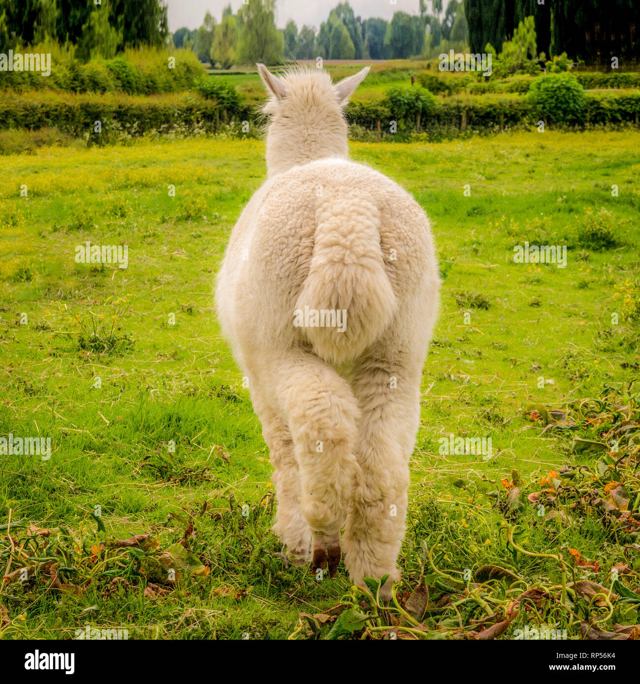 Alpaca (Vicugna pacos) - una specie di South American camelid. Foto Stock