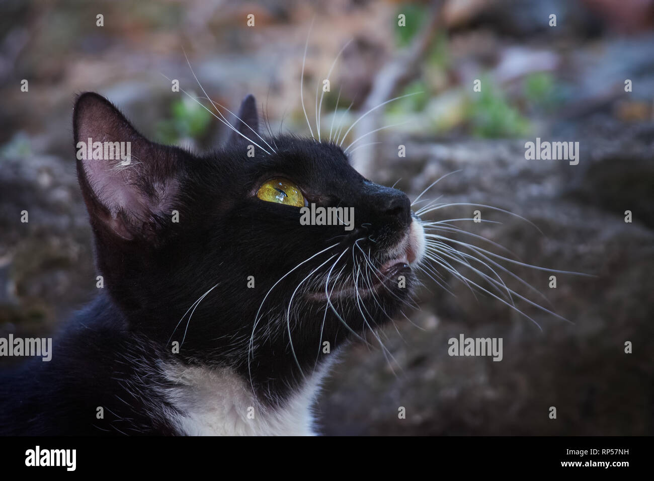Domestico selvatici in bianco e nero gatto cercando fissando preda Foto Stock