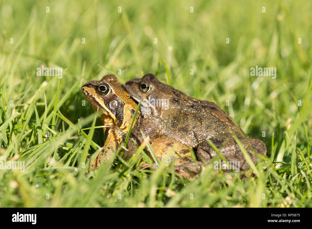 Rane comuni, Rana temporaria, maschio e femmina in coppia amplexus in erba sul loro modo ad un laghetto riproduttiva. Febbraio, REGNO UNITO Foto Stock