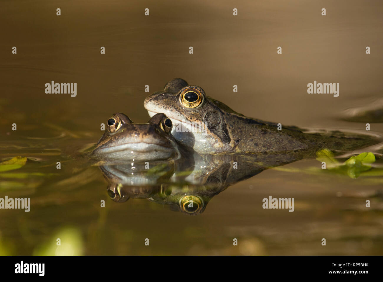 Rana comune, rana temporaria, due maschi, in attesa nel laghetto di allevamento per le femmine di arrivare per la deposizione delle uova, febbraio, del laghetto in giardino Foto Stock