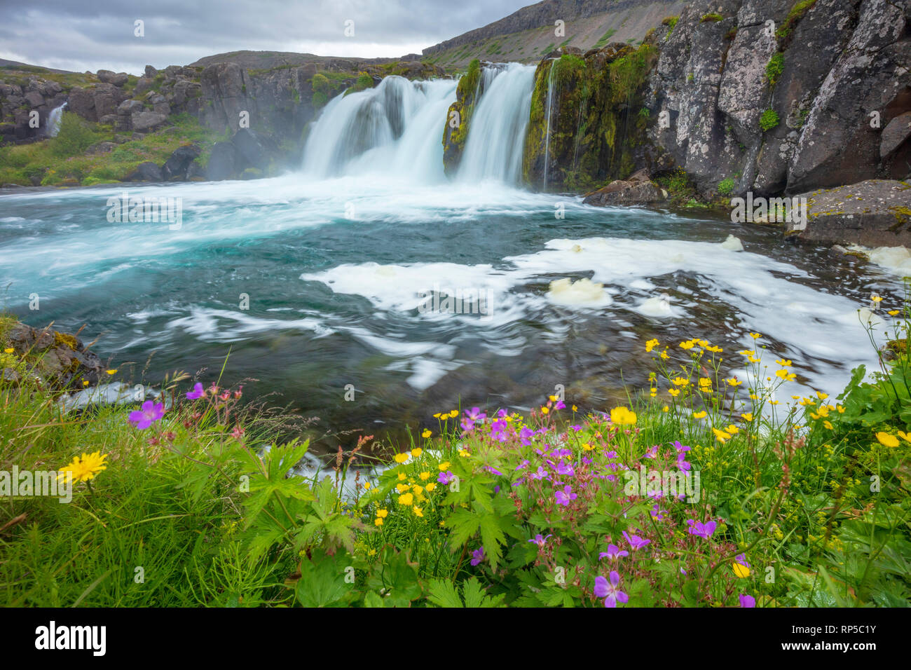 Estate fiori selvaggi accanto Baejarfoss o Sjoarfoss cascata, una delle cascate inferiori al di sotto della cascata Dynjandi. Westfjords, Islanda. Foto Stock