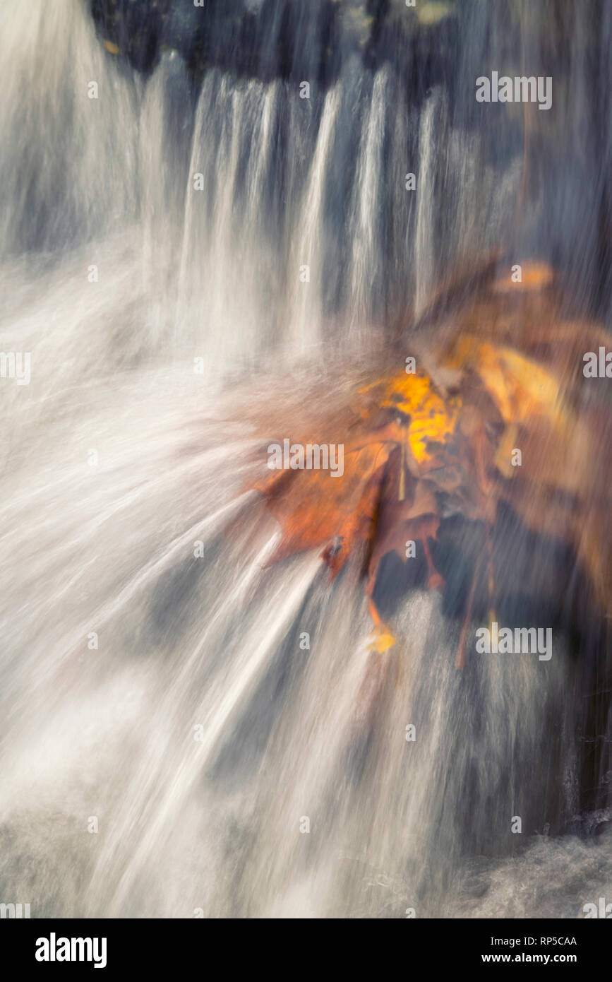 Foglie di autunno intrappolati sulle rocce in flusso Foto Stock