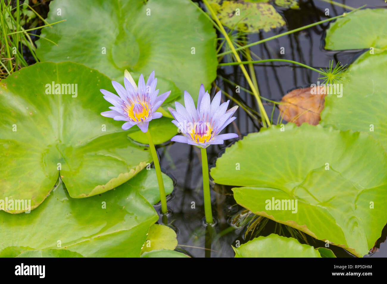 Viola Ninfea Bianca (Nymphaea), Saint Vincent Giardini Botanici, Kingston, Saint Vincent e Grenadine, Piccole Antille, dei Caraibi Foto Stock