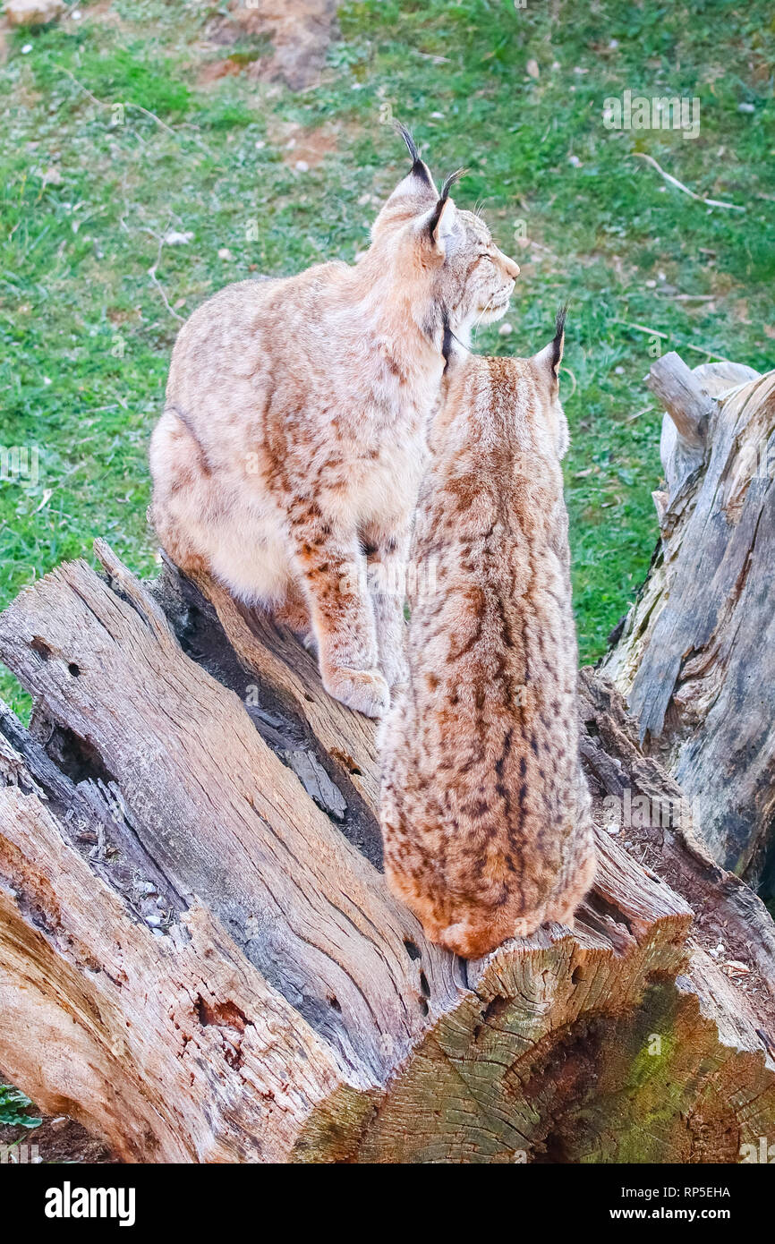 Eurasian lynx o boreali (Lynx Lynx lynx), è una delle medie cat nativo della Siberia centrale, orientale e in Asia del Sud e del Nord, Centrale e Orientale del Euro Foto Stock
