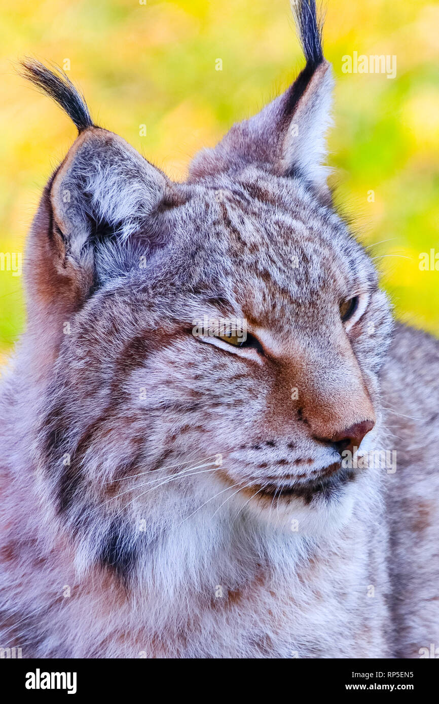 Eurasian lynx o boreali (Lynx Lynx lynx), è una delle medie cat nativo della Siberia centrale, orientale e in Asia del Sud e del Nord, Centrale e Orientale del Euro Foto Stock