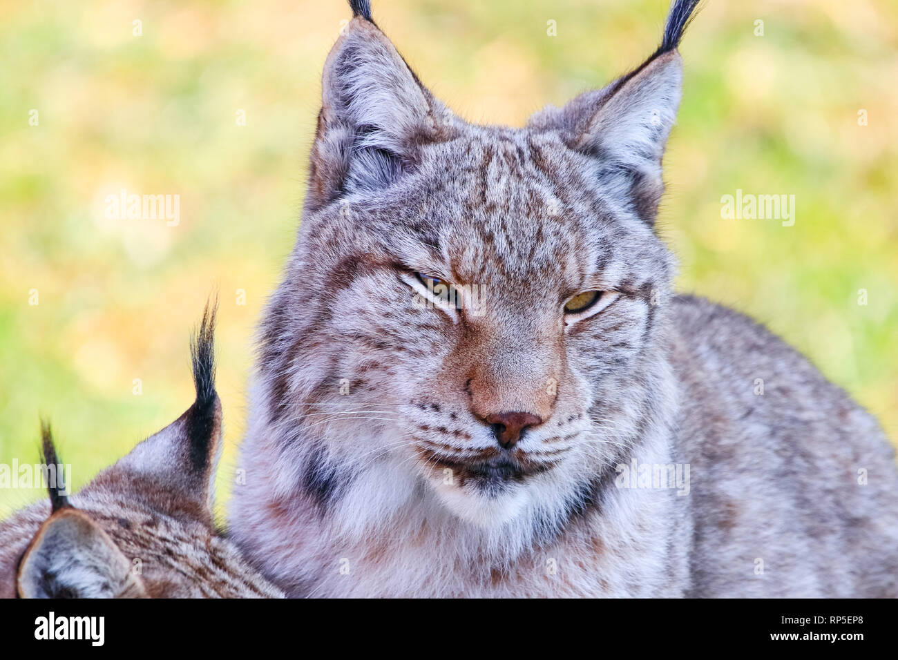 Eurasian lynx o boreali (Lynx Lynx lynx), è una delle medie cat nativo della Siberia centrale, orientale e in Asia del Sud e del Nord, Centrale e Orientale del Euro Foto Stock
