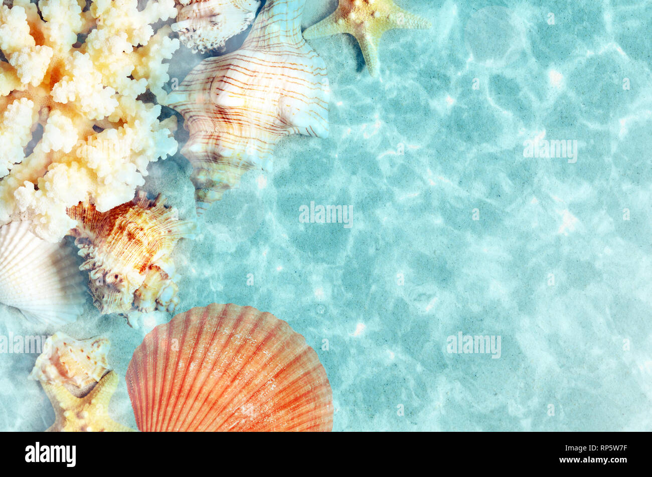 Seashell sull'estate spiaggia in acqua di mare. Estate sfondo. Orario estivo Foto Stock