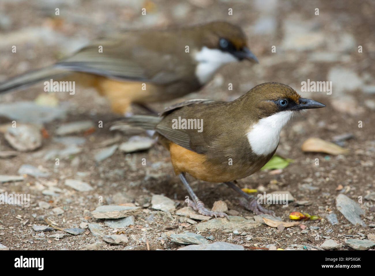 ​White-throated Laughingthrushes (Garrulax albogularis). Una coppia rovistando sul terreno. Foothills dell'Himalaya, India settentrionale. Foto Stock