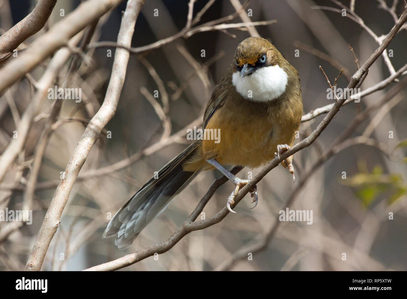 Bianco-throated Laughingthrush (Garrulax albogularis). Rivolta in avanti che mostra la gola bianca dando la specie il suo nome popolare. Northern ​India. Foto Stock