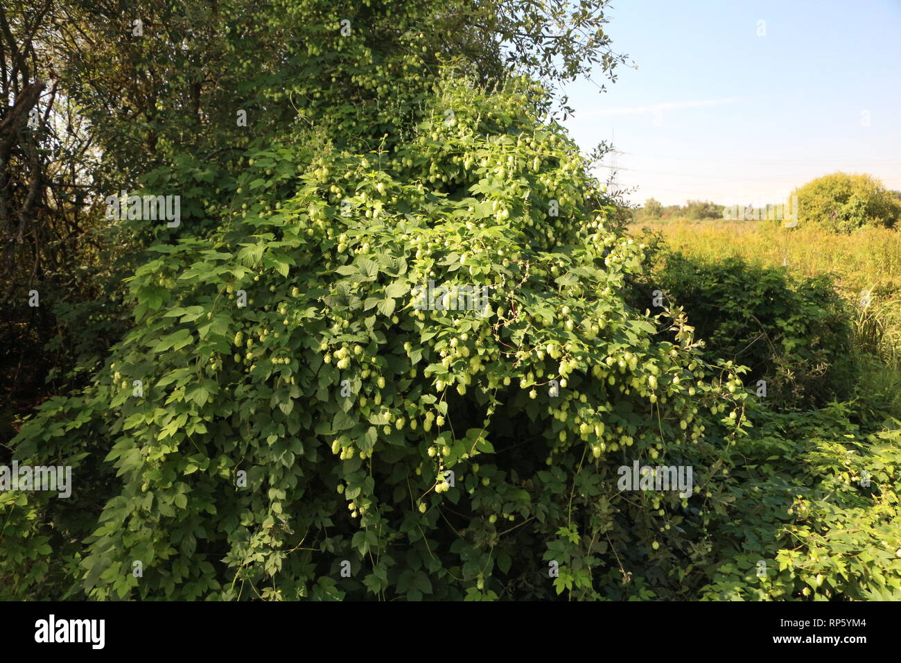 Luppolo selvatico nella riserva naturale Foto Stock