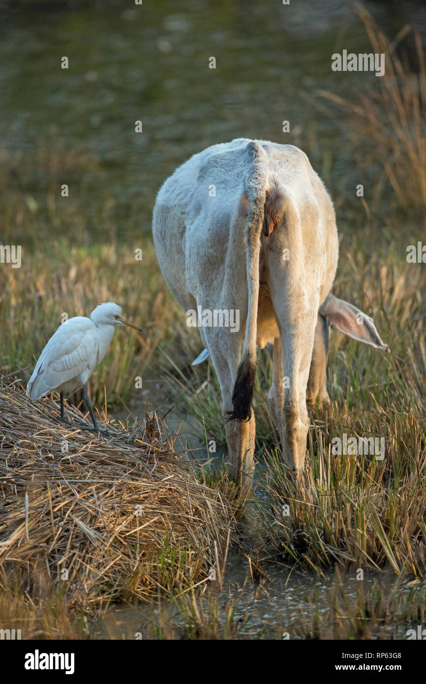 Bovini zebù (Bos primigenius indicus). Wallowing attraverso i fondali bassi di Sultanpur Jeel wetland. India. Airone guardabuoi (​Bubulcus ibis), accanto a. Foto Stock