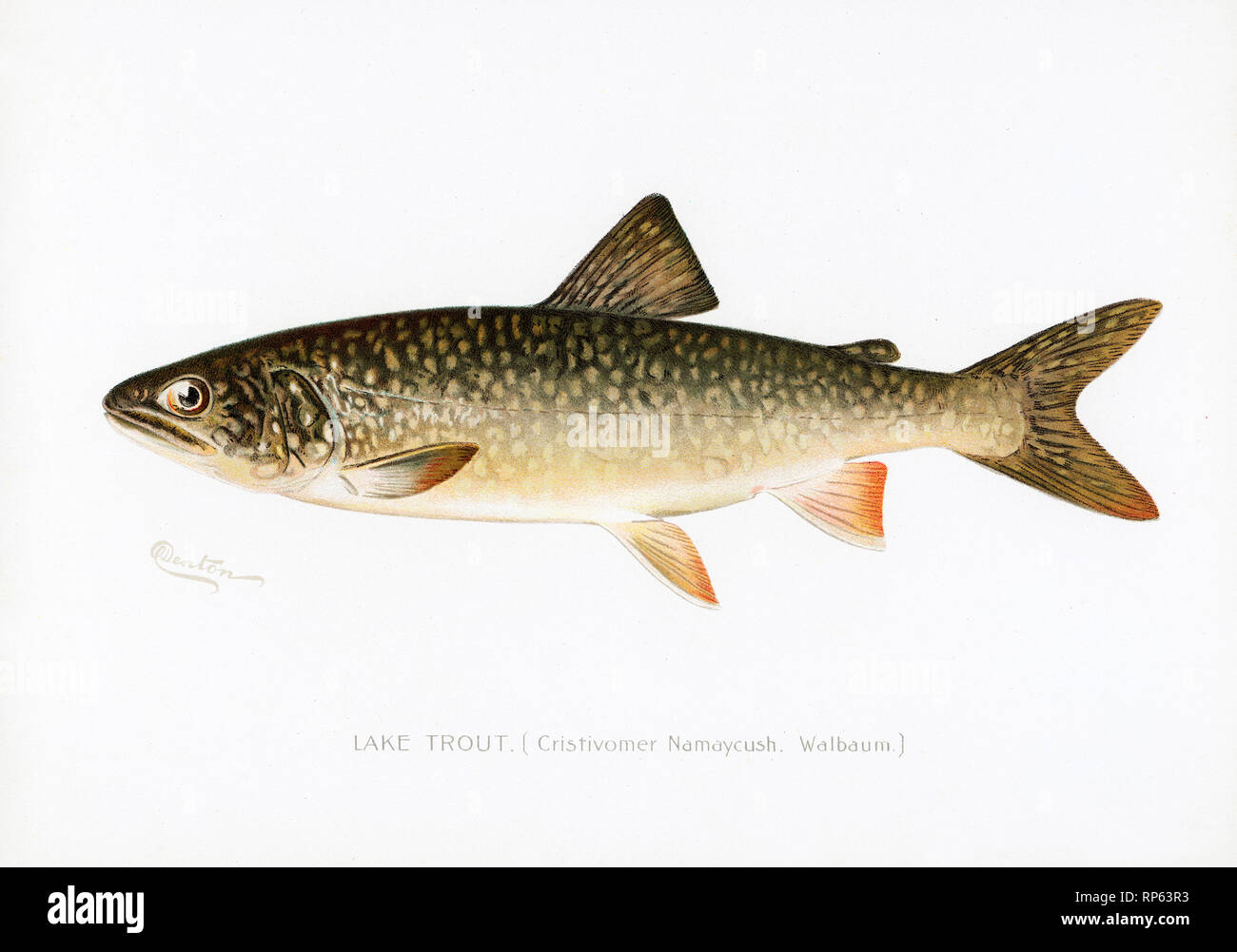 Lago Trout Di Sherman Denton Foto Stock