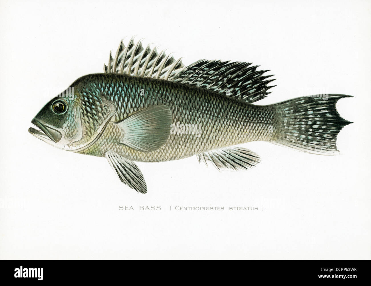 Pesce spigola di Sherman Denton Foto Stock