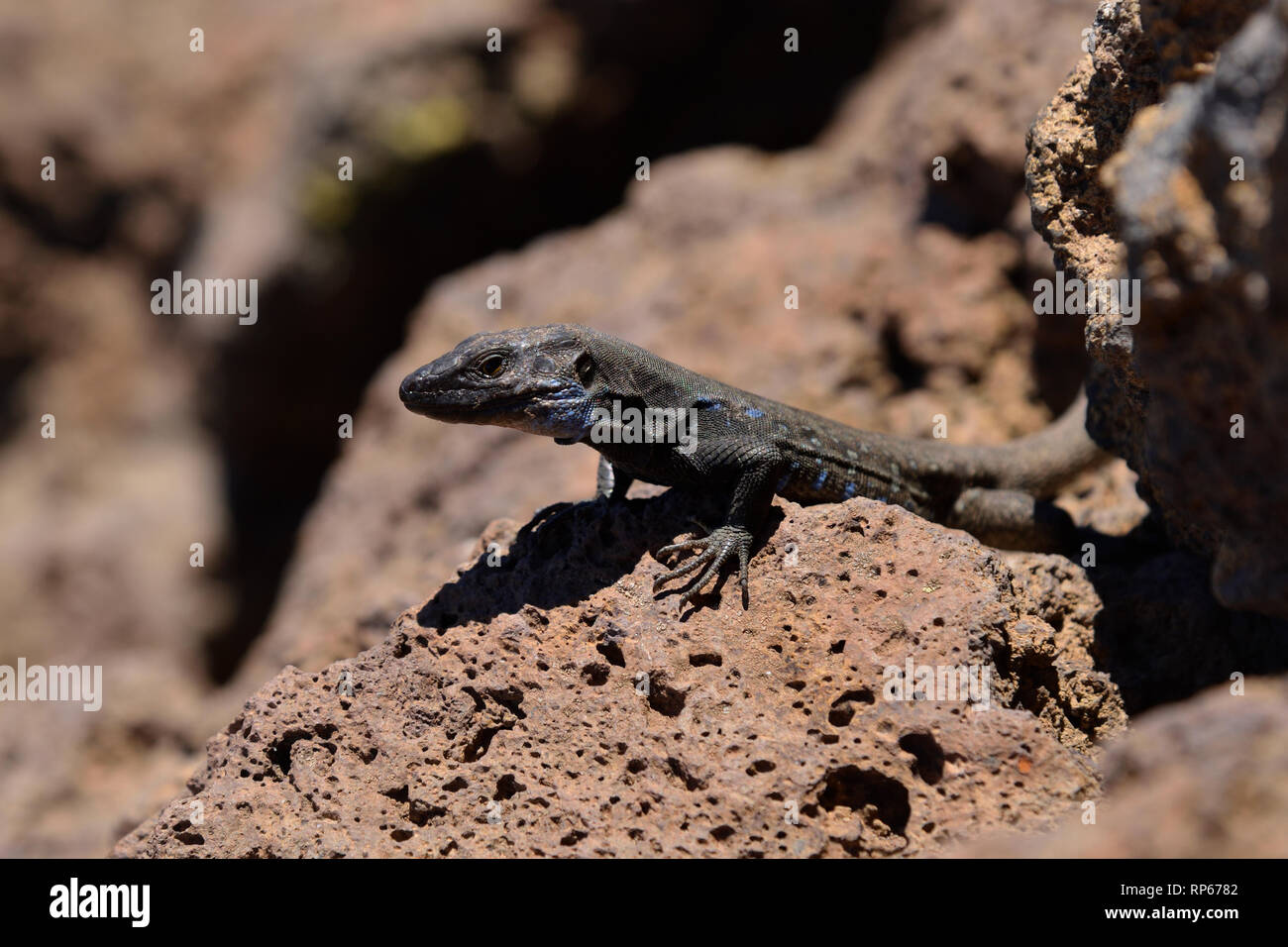 Western canarini lizard (Gallotia galloti palmae), La Palma Isole Canarie Spagna Foto Stock