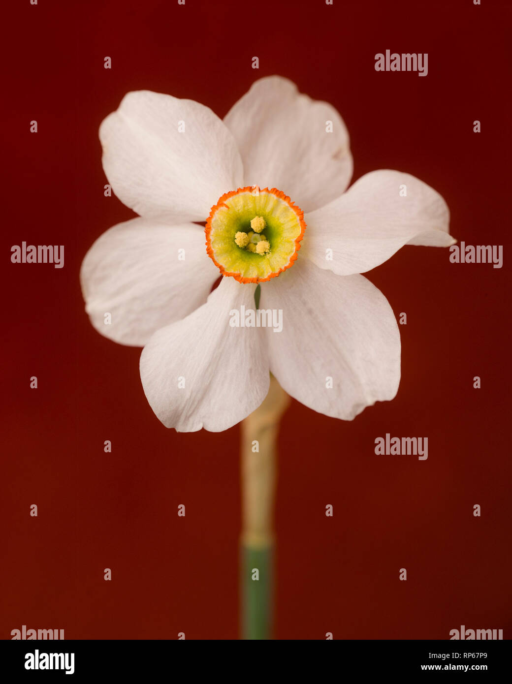 Fiore di narciso, petali di colore bianco con il giallo e il centro Orange, contro lo sfondo di colore rosso Foto Stock
