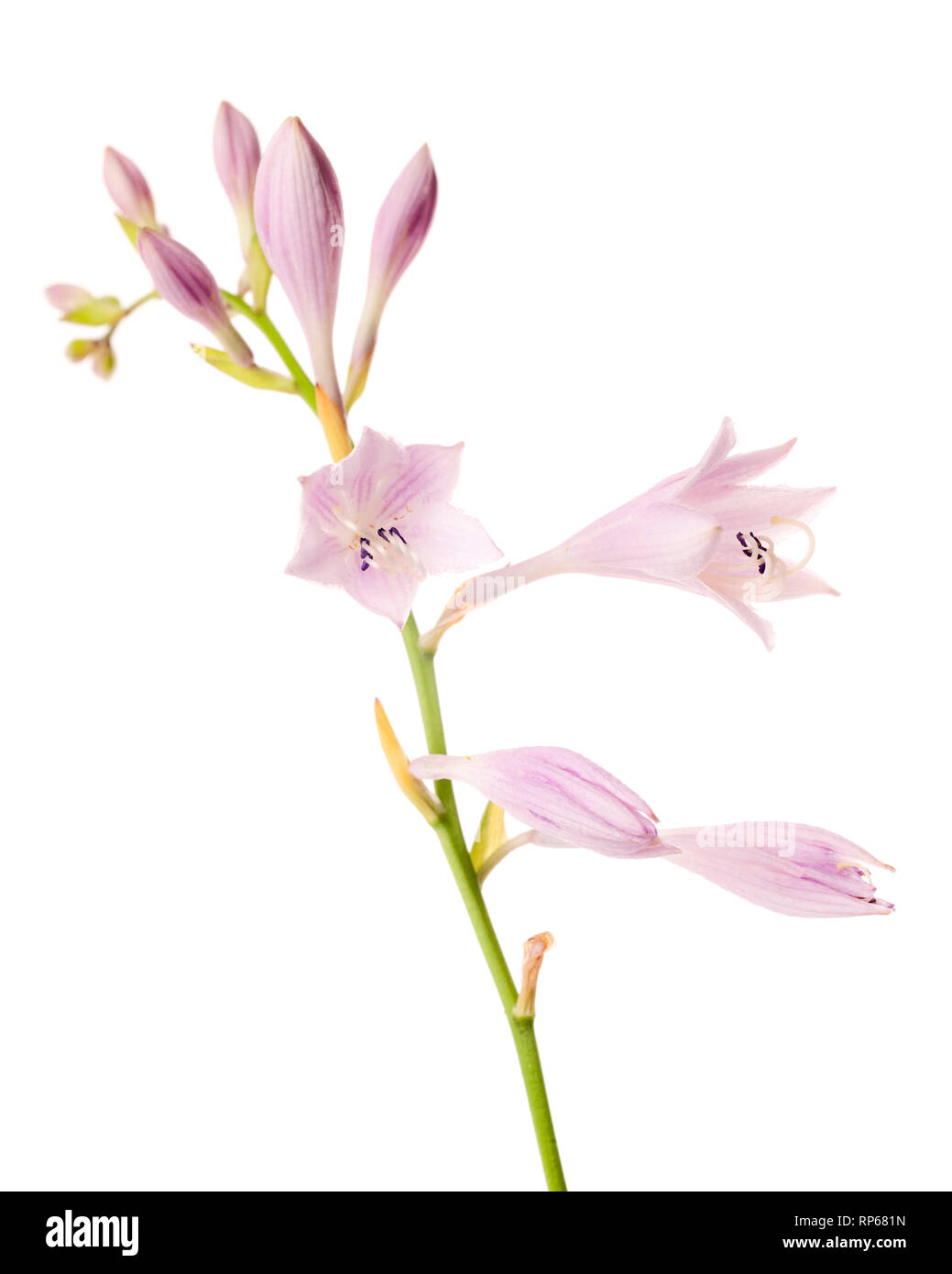 Fioritura Hosta o piantaggine Lily contro uno sfondo bianco Foto Stock