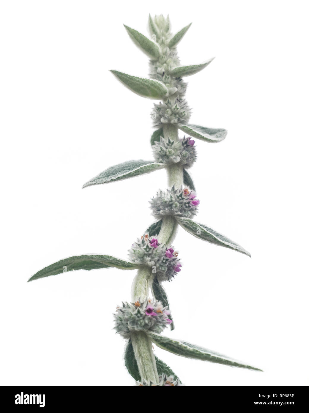 Agnello, orecchio, Stachys byzantina, Close-Up dettaglio contro uno sfondo bianco Foto Stock