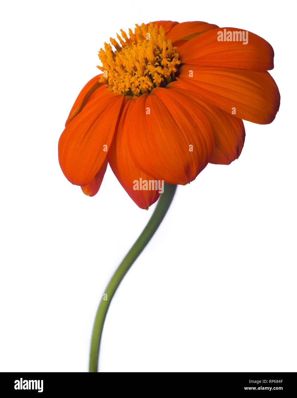 Girasole messicano, Tithonia rotundifolia, contro uno sfondo bianco Foto Stock