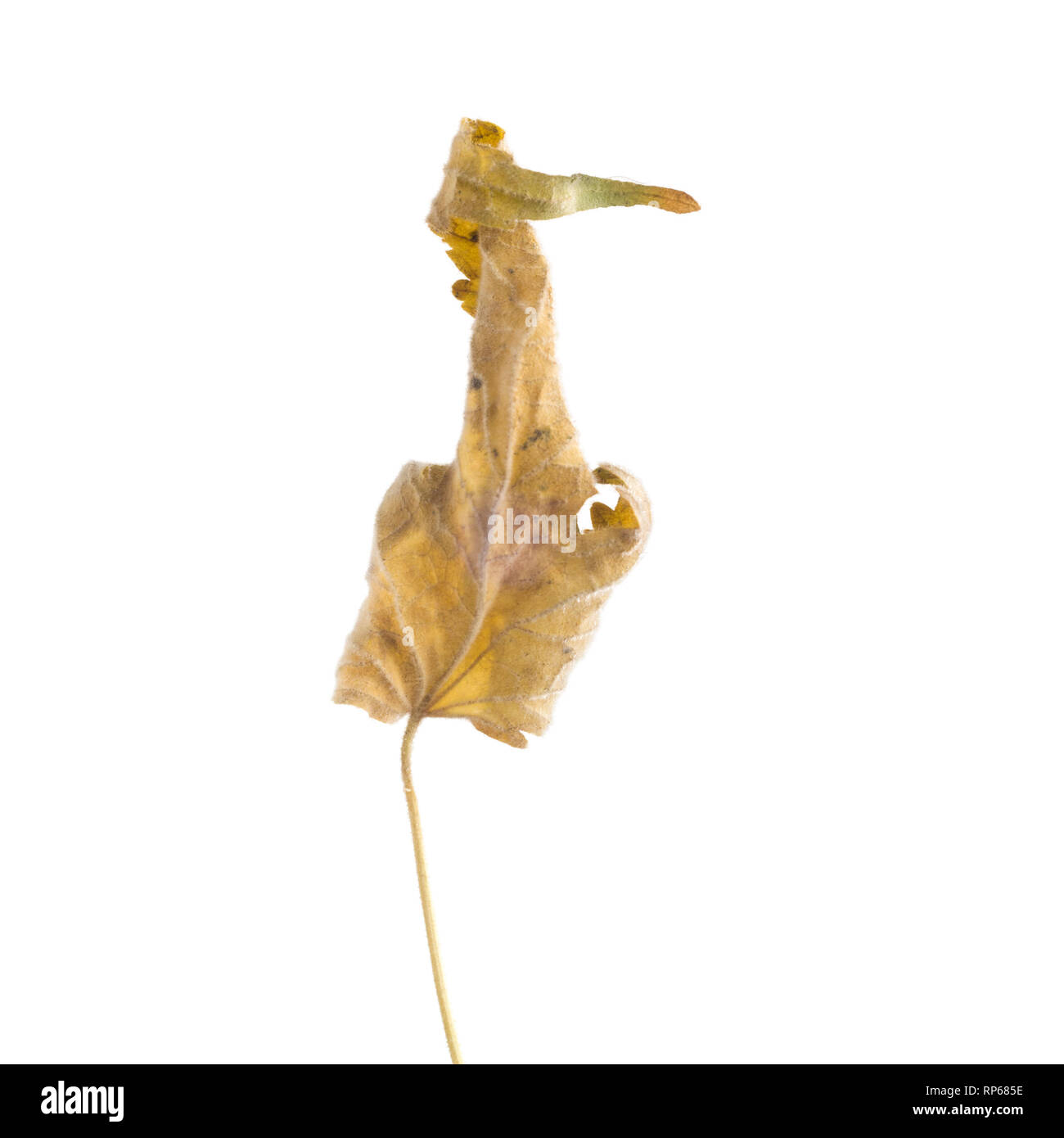 Essiccata la fioritura acero, Abutilon thompsonii corpo striato, foglia contro uno sfondo bianco VI Foto Stock