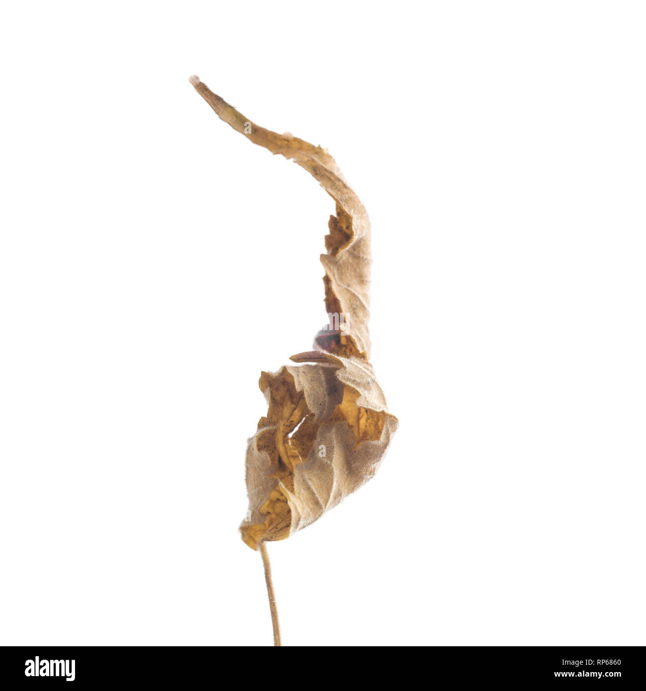 Essiccata la fioritura acero, Abutilon thompsonii corpo striato, foglia contro uno sfondo bianco XI Foto Stock