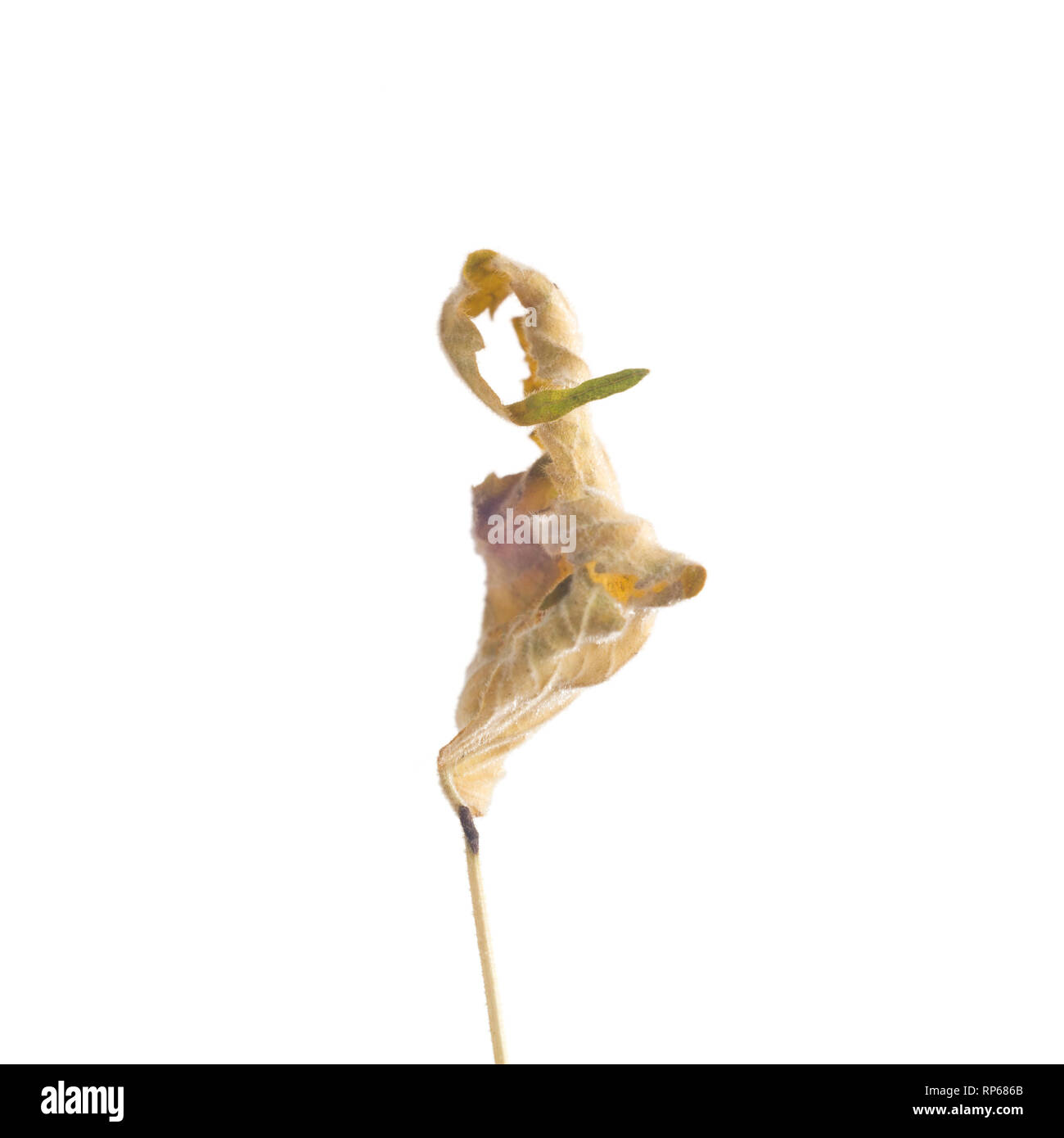 Essiccata la fioritura acero, Abutilon thompsonii corpo striato, foglia contro uno sfondo bianco XII Foto Stock