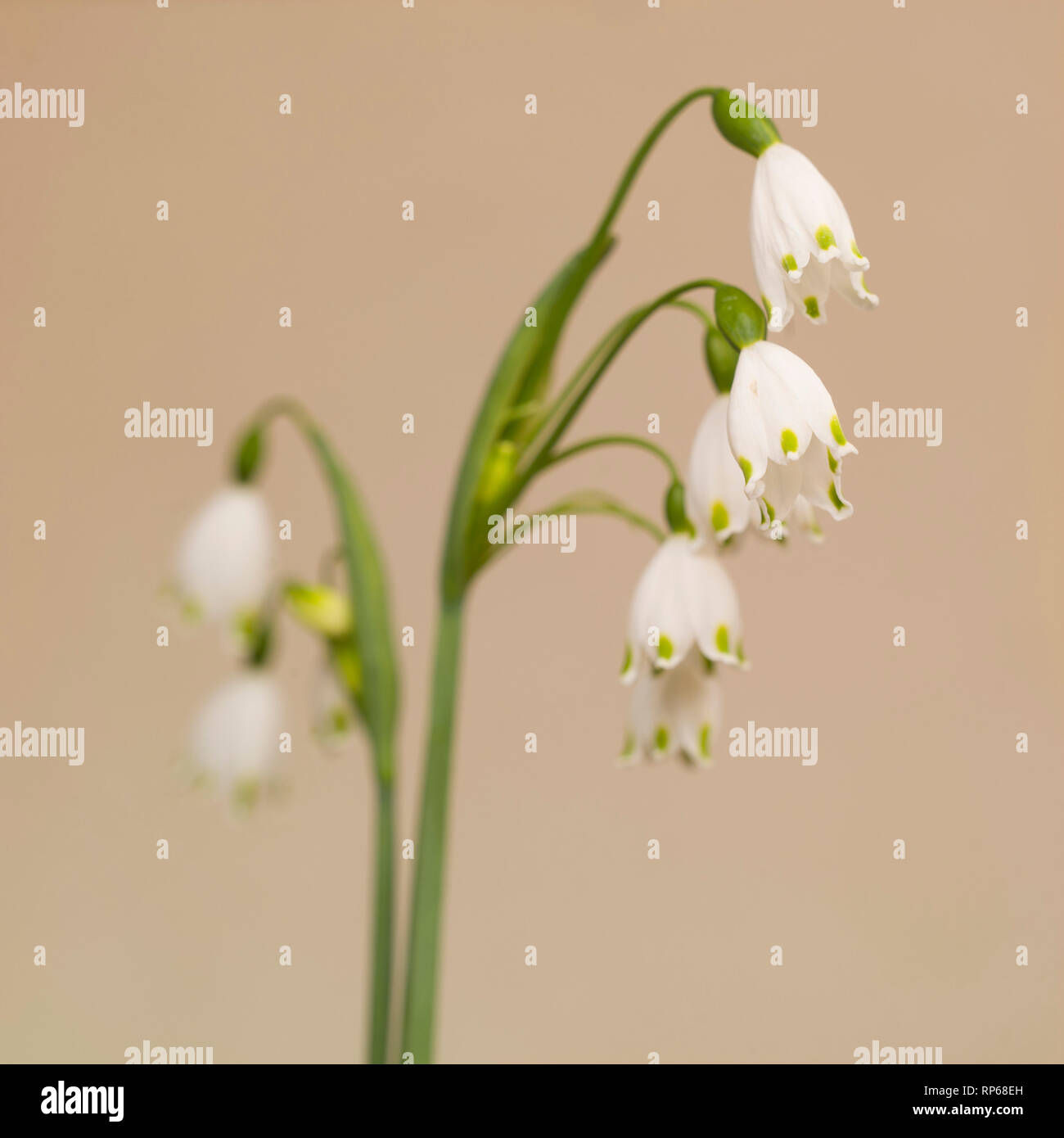 Il simbolo del fiocco di neve di primavera fiori, Leucojum vernum, contro sfondo beige Foto Stock