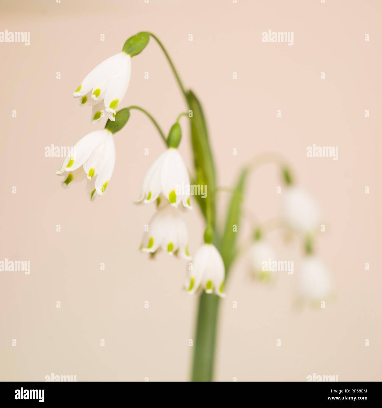 Il simbolo del fiocco di neve di primavera fiori, Leucojum vernum, contro uno sfondo chiaro Foto Stock
