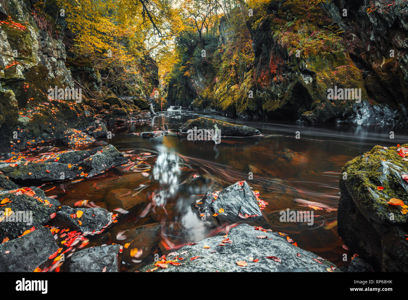 Striature di floating foglie autunnali sulla superficie di acqua torbida di Fairy Glen Gorge cascata nel Galles del Nord, Regno Unito Foto Stock