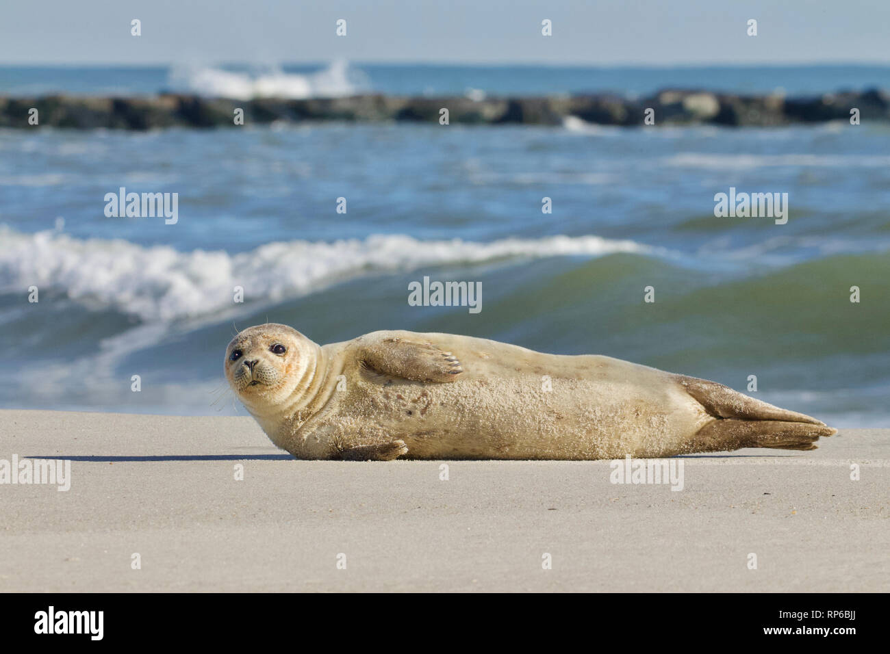 Un giovane sunbathes tenuta sulla spiaggia con la bassa marea sulla spiaggia di Long Island, New Jersey, sulla costa dell'Oceano Atlantico Foto Stock