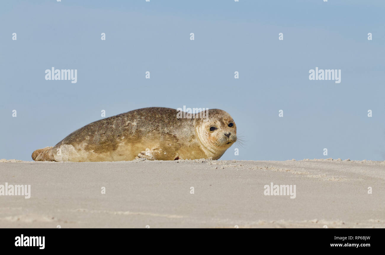 Un giovane sunbathes tenuta sulla spiaggia con la bassa marea sulla spiaggia di Long Island, New Jersey, sulla costa dell'Oceano Atlantico Foto Stock