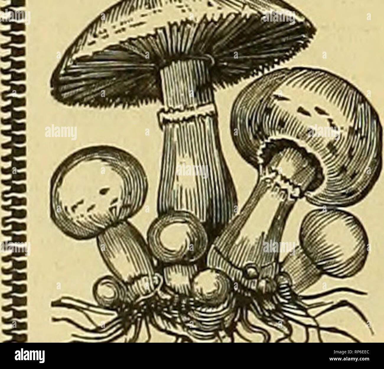 . Il fiorista americana : un giornale settimanale per il commercio. Floricoltura; fioristi. Il giglio della valle di semi. Il più grande e il più importati. Berlino o Amburgo a $10.00 per ICOU. Prezzi speciali su grandi lotti. Il Lilium Auratum e Speciosum tutti i tipi ora pronto. Extra sottili lampadine. ^^ fioristi che trattano tn semi sono invitati a inviare per il nostro commercio listino prezzi. J.M.THORBURN&amp;CO. ?K rnRTLANDT Street. NEW YORK. Columbian Lampone imposta extra strong, a partire da 1 anno di piante. Anche CLEMATIS JACKMANNI, outdoor coltivati, Piante robuste. ^Pprezzo speciale sull'applicazione. C. L. YATES, Rochester, N. Y. CINERARIAS. VT. Foto Stock