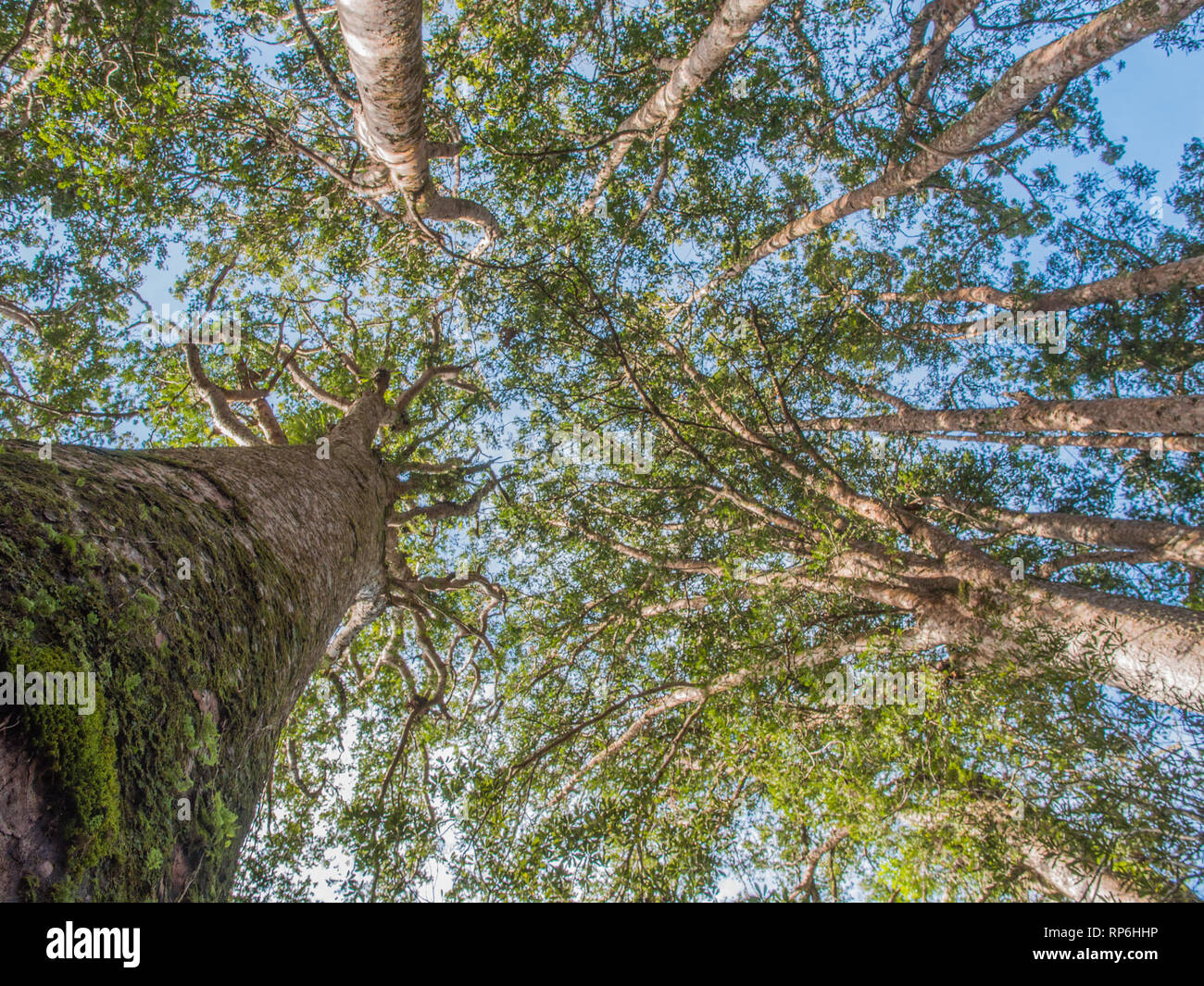 Kauri, tronchi di alberi torreggianti oltre il sottobosco, nella Foresta Puketi, Northland e Nuova Zelanda Foto Stock
