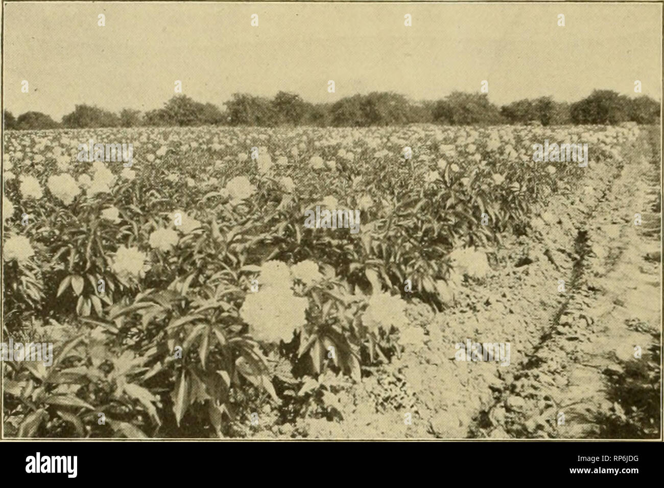 . Il fiorista americana : un giornale settimanale per il commercio. Floricoltura; fioristi. 984 L'American fiorista. Luglio i6^. Campo delle peonie a GILBERT H. WILD, SARCOXIE, MO. La Peonia. Il dott. Meriam su Le Peonie. Il dott. Orazio C. Meriam, commentando la recente sulla conferenza "diffusione la peonia," consegnati da George C. Watson beiore il Massachusetts Horticultural Society, ha detto di essere molto interessati al tema della conferenza e nella sua litera- ture. "In America abbiamo nessuna delle collezioni storiche di lavorare da o per confrontare il nostro lavoro con", ha detto: "Il sig. Terry di lavoro, Foto Stock