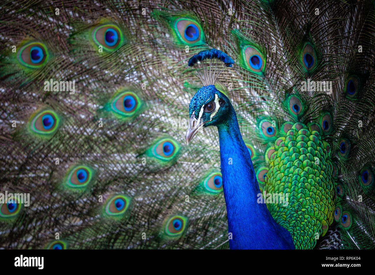 Extreme closeup di pavone di testa e di coda a ventaglio Foto Stock