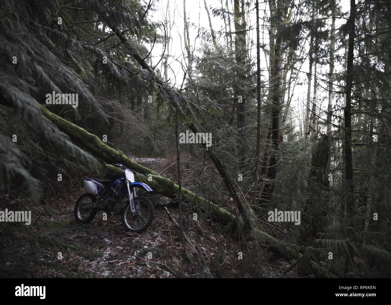 Un dirt bike appoggiata contro un albero Foto Stock