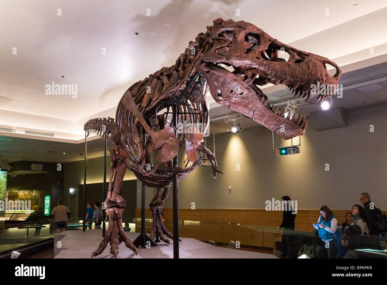Lo scheletro fossile del famoso "UE" il T. Rex nel display. Il Field Museum. Chicago, Illinois, Stati Uniti d'America. Foto Stock