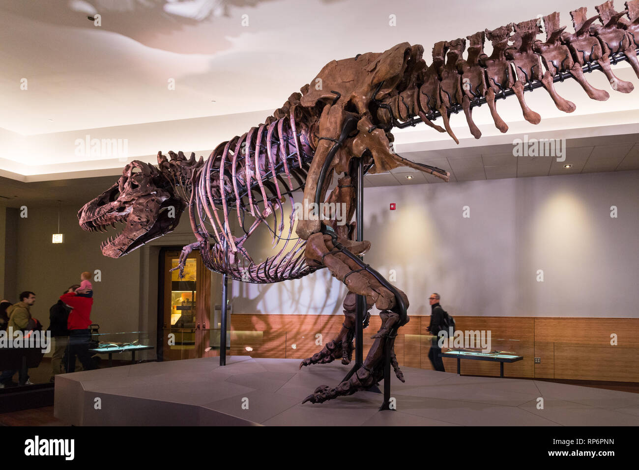 Lo scheletro fossile del famoso "UE" il T. Rex nel display. Il Field Museum. Chicago, Illinois, Stati Uniti d'America. Foto Stock