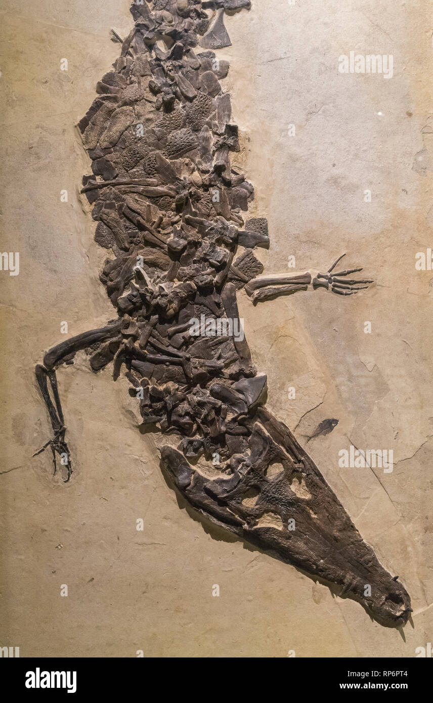 Fossile di un coccodrillo. Il Field Museum. Chicago, Illinois, Stati Uniti d'America. Foto Stock