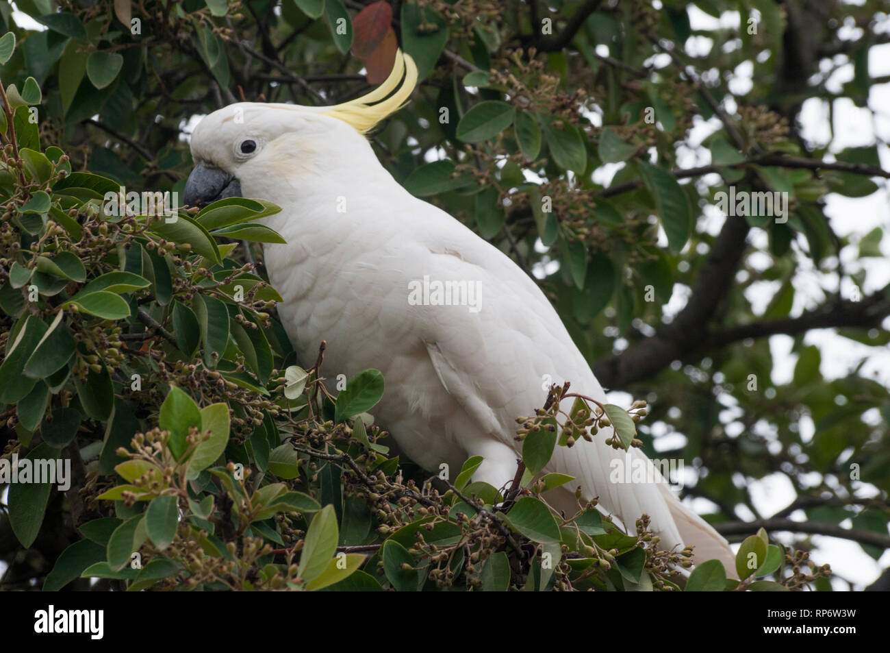 Zolfo crested cacatua navigando in una struttura ad albero di ingresso Aireys sulla Great Ocean Road, Victoria Foto Stock