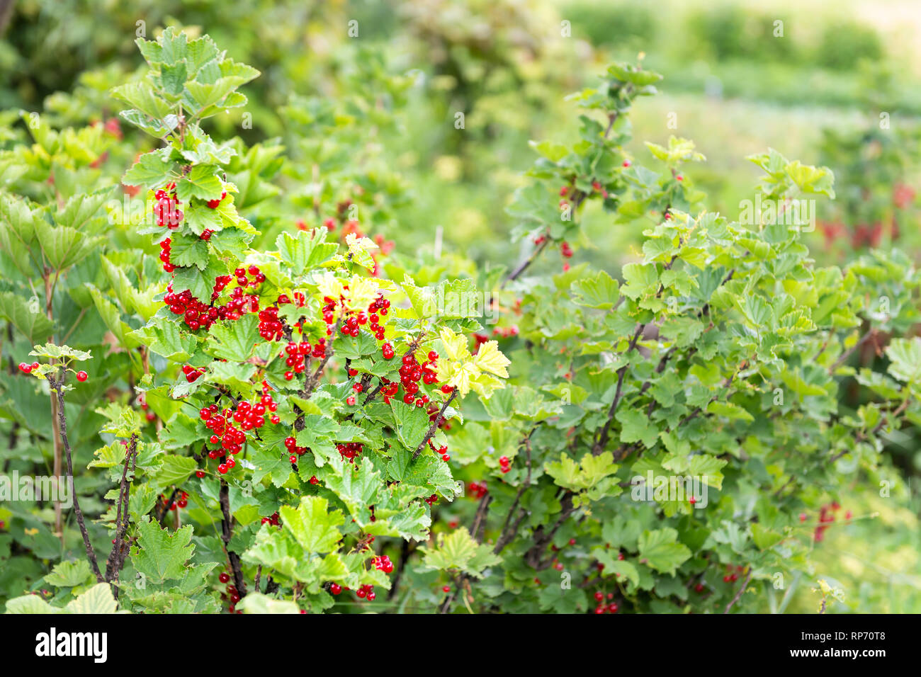 Appendere rosso bacche Ribes maturazione su stelo della pianta con bush bokeh in Russia o in Ucraina dacha Giardino agriturismo con colori brillanti Foto Stock