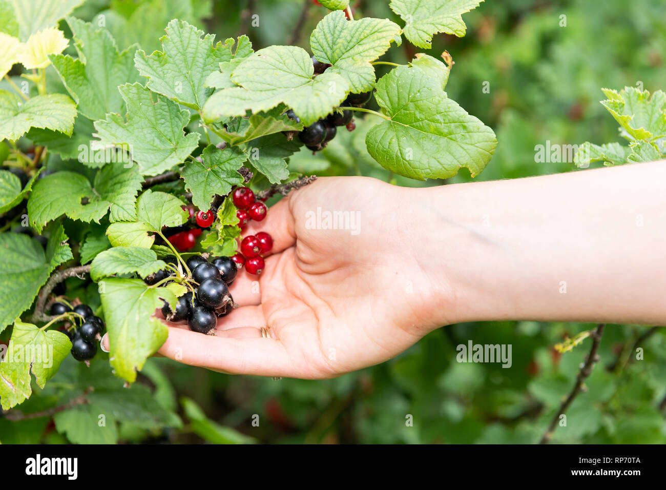 Appendere il rosso e il nero bacche Ribes maturazione sulla pianta bush in Russia o in Ucraina dacha Giardino agriturismo con donna raccolta a mano tenendo la frutta Foto Stock