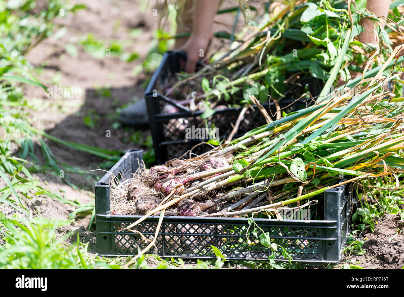 Donna giovane agricoltore raccolta bulbo aglio in una fattoria o in giardino ponendo le verdure in casse cestelli Foto Stock