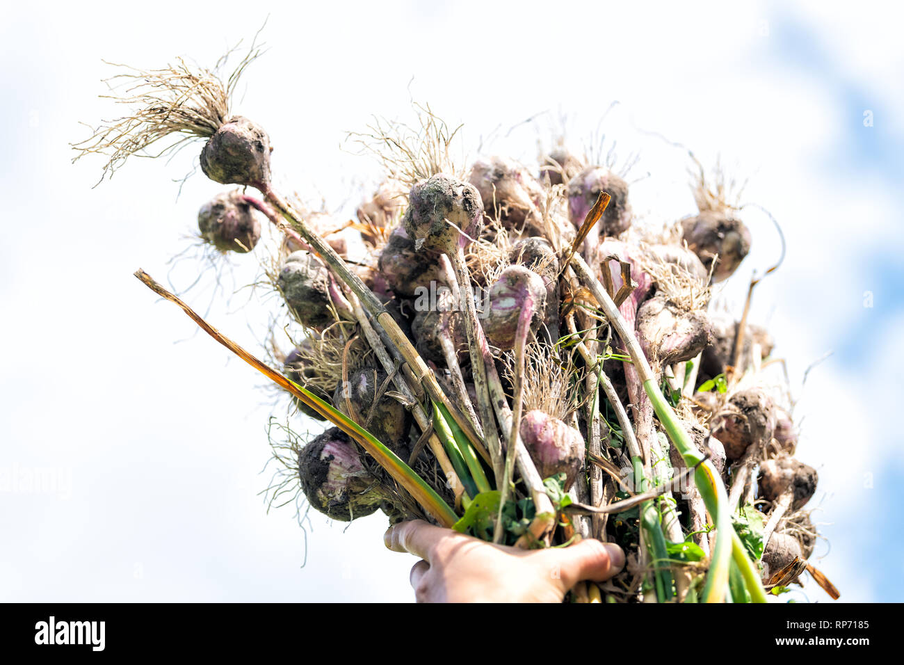 Isolato closeup raccolta di bulbi di aglio in una fattoria o in giardino azienda mazzetto di verdure fino in aria con il blu del cielo Foto Stock