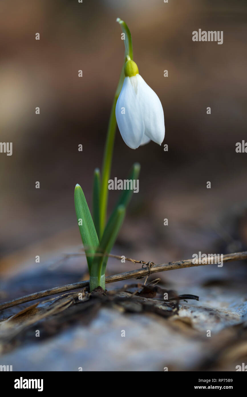 Snowdrop fiore cresce nella foresta. Foto Stock