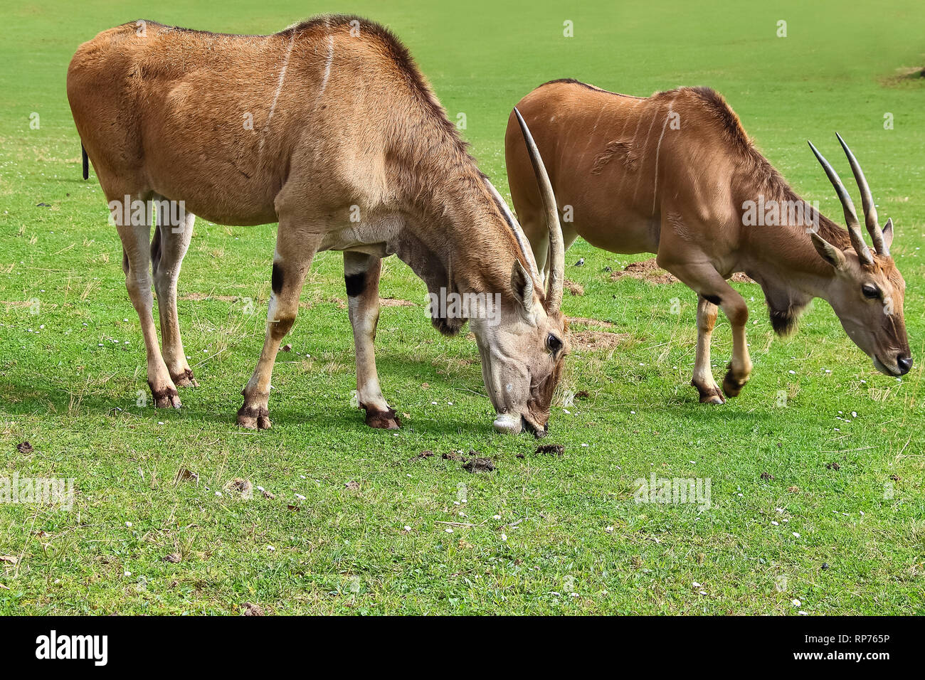 Eland comune (Taurotragus oryx), noto anche come il sud o eland eland antelope Foto Stock