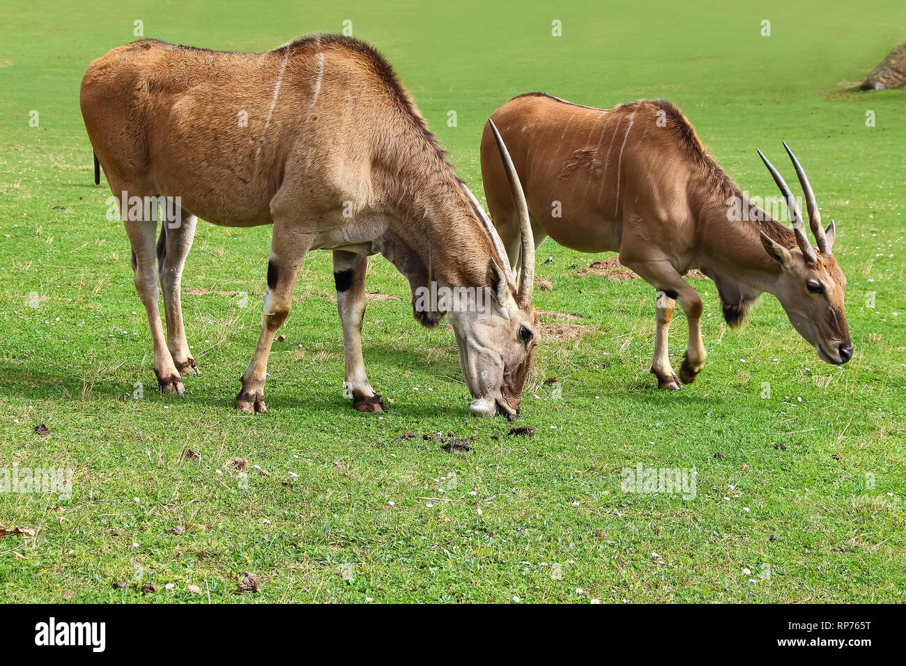 Eland comune (Taurotragus oryx), noto anche come il sud o eland eland antelope Foto Stock