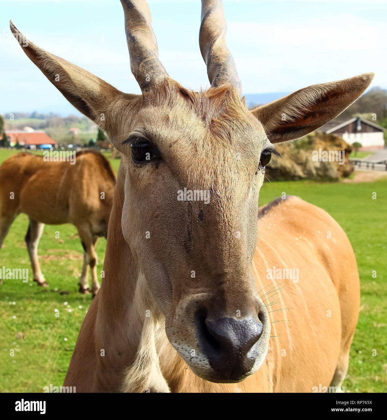 Eland comune (Taurotragus oryx), noto anche come il sud o eland eland antelope Foto Stock