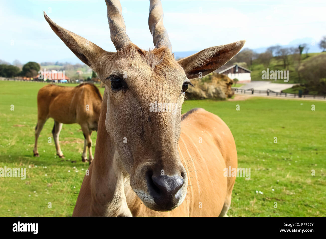 Eland comune (Taurotragus oryx), noto anche come il sud o eland eland antelope Foto Stock