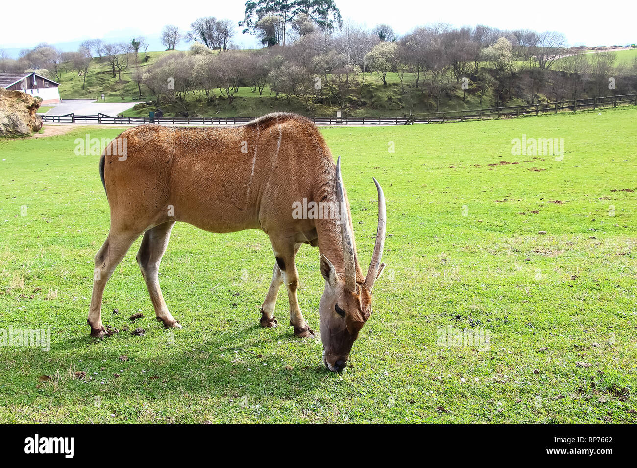 Eland comune (Taurotragus oryx), noto anche come il sud o eland eland antelope Foto Stock